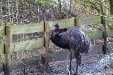 Büyük, uçamayan, tüylü, siyah tüylü bir kuş doğal bir ortamda ahşap çitin yanında duruyor. Arka planda ağaçlar ve çalılıklar yer alıyor..