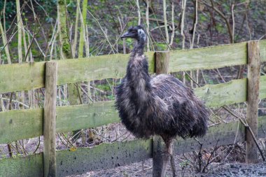 Büyük, uçamayan, tüylü, siyah tüylü bir kuş doğal bir ortamda ahşap çitin yanında duruyor. Arka planda ağaçlar ve kırsal bir çevreyi gösteren çamurlu bir zemin yer alıyor..