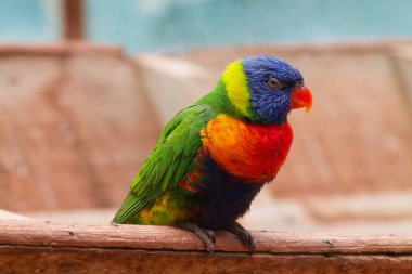 Renkli bir papağan, ahşap bir korkuluğa tünemiş canlı yeşil, mavi, sarı ve turuncu tüyleri sergiliyor. Kuşun çarpıcı mavi bir kafası ve parlak turuncu bir gagası var..