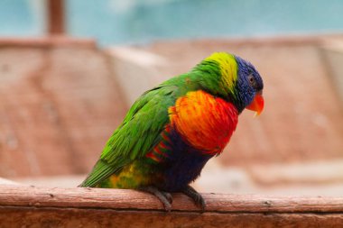 Ahşap bir yüzeye tünemiş renkli bir papağan, canlı yeşil, mavi, turuncu ve sarı tüyler sergiliyor. Kuşun kendine özgü kıvrımlı gagası ve bulanık bir arka plan üzerine kurulmuş canlı bir duruşu vardır..