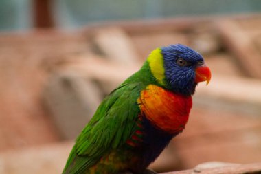Canlı yeşil, mavi, sarı ve turuncu tüylü renkli bir papağan, bir dala tünemiş. Kuşun çarpıcı mavi bir kafası ve parlak turuncu bir gagası var..