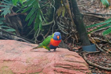 Yeşilliklerle çevrili, doğal bir ortamda bir kayanın üzerine tünemiş renkli bir lori. Kuş canlı yeşil, mavi, turuncu ve sarı tüylere sahiptir ve çarpıcı renklerini sergiler..