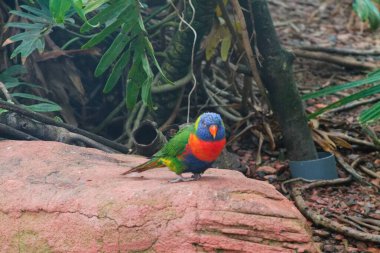 Canlı mavi bir kafası, turuncu göğsü ve yeşil gövdesi olan renkli bir kuş doğal bir ortamda bir kayanın üzerine tünemiş. Çevreleyen yapraklar tropikal bitki ve dalları içerir..