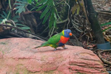 Etrafı yeşilliklerle çevrili bir kayanın üzerine tünemiş renkli bir lori. Kuş canlı mavi, yeşil, sarı ve turuncu tüylere sahiptir ve çarpıcı renklerini doğal bir ortamda gösterir..