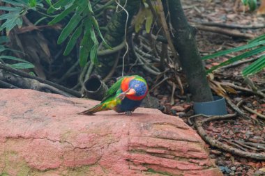 Yeşilliklerle çevrili, doğal bir ortamda bir kayanın üzerine tünemiş renkli bir lori. Kuş, yeşil, mavi ve turuncu tonlarda canlı tüyler sergiliyor ve sakin bir ortamda güzelliğini sergiliyor..