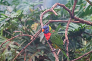 Renkli bir papağan, yemyeşil yaprakların arasında bir dala tünemişti. Kuş canlı mavi, yeşil ve kırmızı tüylere sahiptir ve çarpıcı renklerini doğal bir ortamda gösterir..