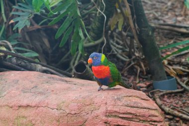 Yeşil yapraklarla çevrili doğal bir ortamda bir kayanın üzerine tünemiş renkli bir lori. Kuş canlı mavi, yeşil ve turuncu tüylere sahiptir ve kayanın toprak tonlarına karşı çarpıcı renklerini sergiler..
