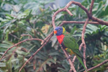 Yeşillik yeşilliklerle çevrili bir dalın üzerine tünemiş renkli bir lori. Kuş canlı mavi, yeşil ve kırmızı tüylere sahiptir ve çarpıcı renklerini doğal bir ortamda gösterir..