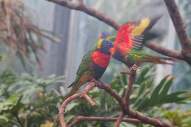 Renkli lorikeetlerin bulunduğu canlı bir sahne gür, yeşil bir çevrede dallara tünemiş. Kuşlar, tropikal yapraklarla çevrili mavi, yeşil, kırmızı ve sarı tonlarıyla parlak tüyler sergilerler..