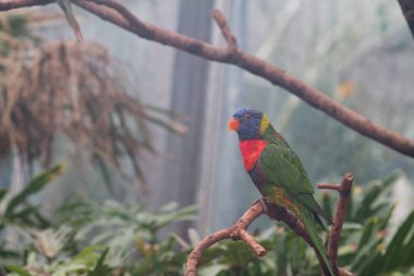 Renkli bir papağan yemyeşil bir çevrede bir dala tünemiş. Kuş, tropikal yapraklarla çevrili canlı mavi, yeşil ve kırmızı tüylere sahiptir..