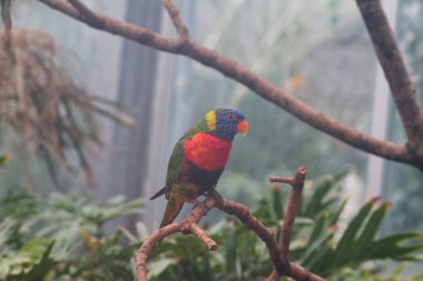 Renkli bir papağan yemyeşil bir çevrede bir dala tünemiş. Kuş, tropikal yapraklarla çevrili mavi, yeşil, sarı ve kırmızı renkli canlı renklere sahiptir..