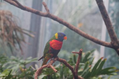 Renkli bir papağan seradaki bir dala tünemiş. Kuş canlı yeşil, mavi, sarı ve kırmızı tüylere sahiptir, yemyeşil yapraklarla çevrilidir..