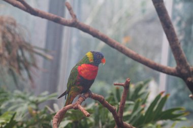 Renkli bir lori, yemyeşil bir çevrede bir dala tünemişti. Kuş canlı yeşil, mavi, sarı ve kırmızı tüylere sahiptir ve tropikal yapraklarla çevrilidir..