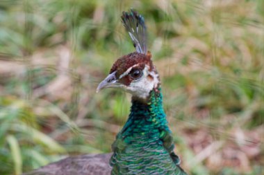Bir tavus kuşunun kafasının yakın plan çekimi kafasında belirgin bir ibikle canlı yeşil ve mavi tüylerini sergiliyor. Arka plan bulanık, kuşun özelliklerini vurguluyor..