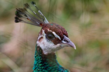 Renkli tüylerini ve kendine özgü armasını sergileyen bir tavus kuşunun kafasının yakın çekimi. Kuşun parlak yeşil ve mavi tüylü çarpıcı bir görüntüsü ve eşsiz bir yüz şekli var..