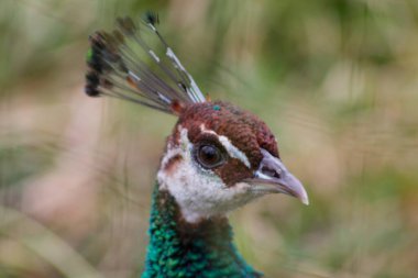 Canlı tüylerini ve kendine özgü armasını sergileyen bir tavus kuşunun kafasının yakın çekimi. Kuşun yeşil ve kahverengi tonları ile renkli bir tüyleri vardır ve gözleri bulanık doğal bir arka plana karşı belirgin bir şekilde görünür..