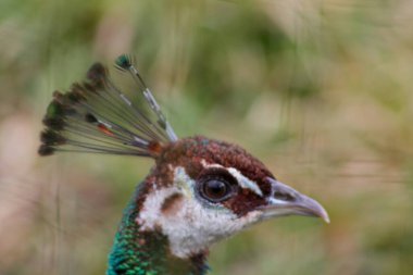 Canlı tüylerini ve kendine özgü armasını sergileyen bir tavus kuşunun kafasının yakın çekimi. Kuş gözü keskindir ve renkleri zengindir, doğanın güzelliğini ön plana çıkarır..