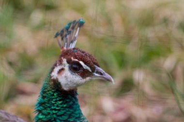 Bir tavus kuşunun kafasının yakın plan çekimi kafasında belirgin bir ibikle canlı yeşil ve mavi tüylerini sergiliyor. Arka plan bulanık, kuşun özelliklerini vurguluyor..