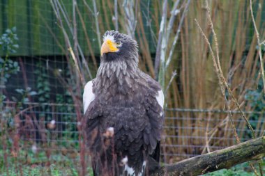 Güçlü bir gagası ve kalın tüyleri olan görkemli bir kartal, doğal bir ortamda bir dalın üzerinde duruyor. Arka planda bulanık yeşillik ve çıplak dallar yer alıyor..