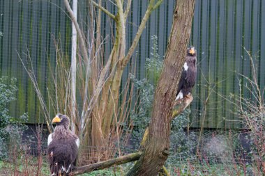 İki görkemli kartal bir ağaç dalına tünemiş, doğal bir ortamda, yeşillik ve arka planda bir çitle çevrili..