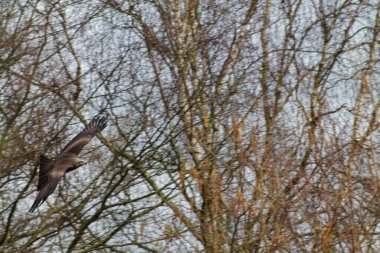 Çıplak ağaçların arasında uçan bir kuş, kanatlarını geniş bir alana yayıyor. Arka planda dallar ve bulutlu bir gökyüzü karışımı var, sakin bir doğal manzara yaratıyor..