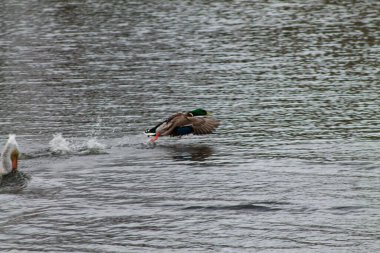 Sudan havalanan bir yaban ördeği, ayaklarına su sıçramış. Arka planda sakin, dalgalı bir su yüzeyi var, sakin bir atmosfer yaratıyor..