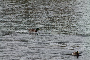Dalgalanan bir su yüzeyinde yüzen bir çift ördek, bir ördek ön planda, diğeri ise arka planda, sakin bir doğal manzara yaratıyor..