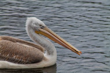 Sakin sularda yüzen bir pelikanın yakın çekimi. Kuşun büyük bir gagası ve suda süzülürken huzurlu bir ifadeye sahip beyaz ve kahverengi tüylerden oluşan bir karışımı vardır..