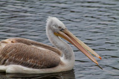 Sakin sularda yüzen bir pelikanın yakın çekimi kendine özgü uzun gagasını ve tüylerini sergiliyor. Kuş kısmen batmış, etrafında dalgalar var..