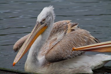 Suda dinlenen bir pelikanın yakın çekimi, büyük gagasını ve kendine özgü tüylerini sergiliyor. Kuş kısmen döner ve sakin bir su yüzeyine karşı kanatları ve vücudu ortaya çıkar..