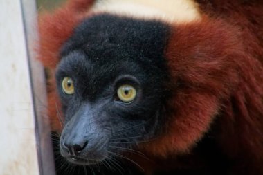 Benzersiz, siyah yüzlü, büyük, anlamlı sarı-yeşil gözlü bir hayvanın yakın çekimi. Kürkü koyu kahverengi ve kırmızımsı tonlardan oluşan bir karışımdır ve ona çarpıcı bir görünüm verir. Hayvan meraklı görünüyor ve kısmen gizlenmiş. Bu da doğal bir alışkanlık olduğunu gösteriyor.