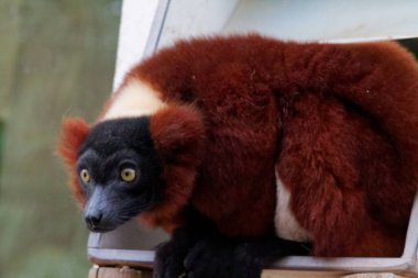 Büyük sarı gözleri olan kahverengi ve siyah bir lemurun yakın plan görüntüsü, muhafazanın girişine tünemiş. Lemur kalın, tüylü bir kürke ve kendine özgü yüz hatlarına sahiptir..