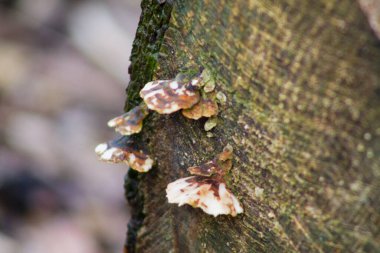 Ağaç gövdesinde yetişen mantarların yakın çekimi eşsiz dokularını ve renklerini gözler önüne seriyor. Ağacın kabuğu görünür, doğal bir arka plan sağlar..