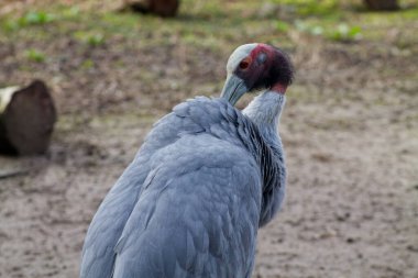 Ayırt edici kırmızı ve beyaz başlı gri bir vincin yakın çekimi. Kuş tüylerini güzelleştiriyor, zarif boynunu ve tüylerini sergiliyor. Arka plan bulanık, vincin özelliklerini vurguluyor.