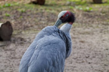 Gri bir kuşun yakın çekimi uzun bir boyun ve belirgin kırmızı ve kafasında kara lekeler, kumlu bir zemin üzerinde duruyor arka planda bulanık yeşillik ile.