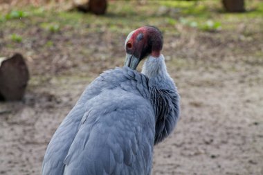 Tüylerini diken diken eden belirgin kırmızı ve siyah bir kafası olan büyük gri bir kuşun yakın çekimi. Arka plan bulanık, doğal bir görüntü sergiliyor..