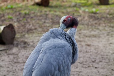 Uzun boyunlu, kendine özgü özellikleri olan kumlu bir zeminde duran gri bir kuşun yakın çekimi. Kuşun, gri ve beyaz tüylerin karışımı ve kafasında kırmızı bir yama bulunan eşsiz bir rengi vardır..