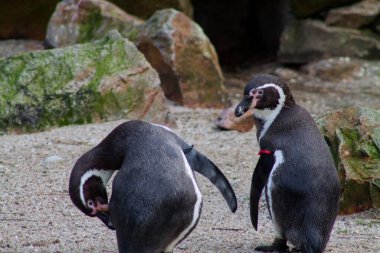 Arka planda taşlarla kumlu zeminde duran iki penguen. Bir penguen eğilirken, diğeri dik duruyor ve belirgin siyah beyaz tüylerini gösteriyor..