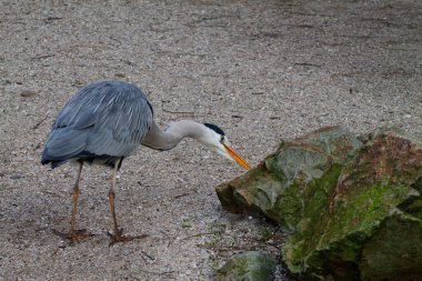 Kumlu bir yüzeyde duran gri bir balıkçıl, bir kayaya bakıyor. Kuşun uzun bacakları ve keskin bir gagası olan ince bir boynu vardır..