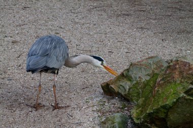 Gri bir balıkçıl kumlu bir yüzeyde duruyor, boynunu bir kayaya doğru büküyor. Kuşun gri ve beyaz tüylü uzun bir boynu ve sivri gagası vardır..