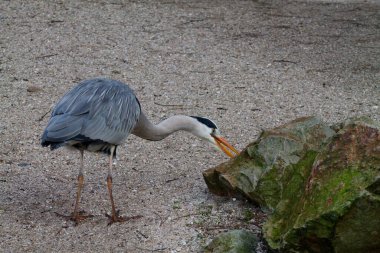 Kumlu bir yüzeyde duran gri bir balıkçıl, bir kayayı gagalıyor. Kuşun uzun bir boynu ve gri ve beyaz tüylü keskin bir gagası vardır. Arka planda kayalar ve kumla doğal bir ortam var..