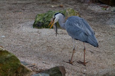Gri bir balıkçıl kumlu bir yüzeyde duruyor, gagasında bir balık tutuyor. Arka planda kayalar ve doğal bir ortam var. Bu da su kenarında bir yaşam alanı olduğunu gösteriyor..