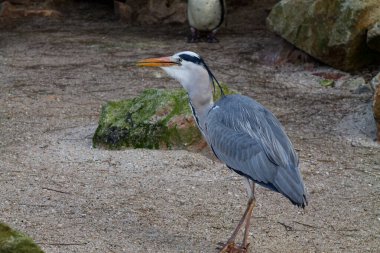Arka planda kayalar olan kumlu zeminde duran gri bir balıkçıl. Kuşun uzun bir boynu ve keskin bir gagası var. Zarif duruşunu sergiliyor..