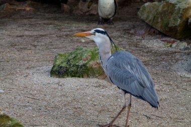 Arka planda kayalarla kumlu zeminde duran gri bir balıkçıl. Kuşun uzun bir boynu ve sivri gagası var, zarif duruşunu sergiliyor. Arka planda başka bir kuş, muhtemelen bir penguen, belli belirsiz görünür..