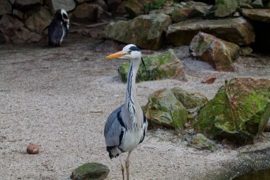 Gri balıkçıl kayalarla çevrili kumlu bir alanda duruyor ve arka planda bir penguen var. Balıkçılın uzun bir boynu ve gagası var. Zarif duruşunu sergiliyor..