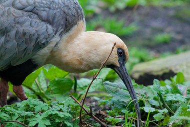 Yeşil yapraklarla beslenen, uzun gagalı bir kuşun yakın çekimi. Kuşun gri bir vücudu ve açık renkli bir kafası var. Doğal ortamına uyum sağlıyor..