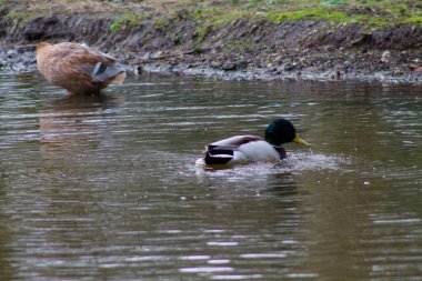 Yeşil başlı ve beyaz göğüslü bir erkek ördek sakin bir gölette yüzerken, dişi ördek arka planda avlanıyor. Su çevredeki yeşilliği yansıtıyor..