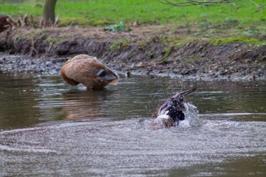 Bir başka kuş kıyıda avlanırken bir ördeğin suya düştüğü sakin bir gölet sahnesi. Arka plan yeşilliklerle doludur. Huzurlu bir doğal ortam yaratır..