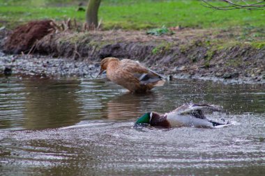 Yeşil başlı bir erkek ördek göle dalıyor, su sıçratıyor, dişi ördek ise kıyıda durup etrafa bakıyor. Sahne çimen ve suyla doğal bir ortamda geçiyor..