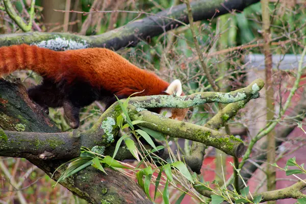 Kırmızı bir panda ağaç dalına tırmanıyor, belirgin kırmızı-kahverengi kürkünü ve çalı kuyruğunu gösteriyor. Arkaplanda yeşil yapraklar ve bambu var..